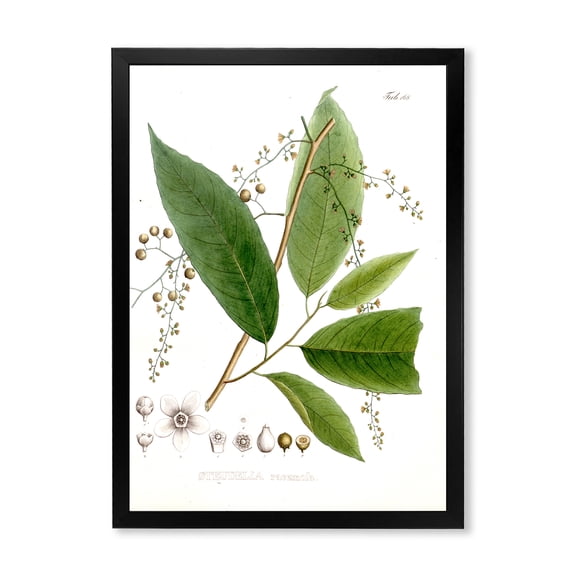 Designart 'Ancient Brazilian Plant I' Traditional Framed Art Print