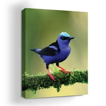 Purple Honeycreeper Canvas Wall Art by Mavis Print- 18X24 inches Bird Wall Decor | HD Printed & Wooden framed wall art | Modern Wall Decor for Gift | Made in USA