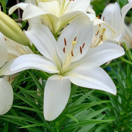 Lily Summer Snow LA Hybrid Live Perennial Bulbs (5-Pack)