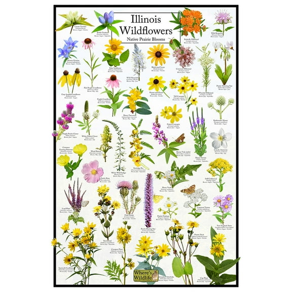 Illinois Wildflowers Poster - Native Prairie Blooms - Educational Science Chart of Illinois Flowers