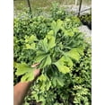 thumbnail image 4 of Gingko Biloba 'Maidenhair Tree' Plant in a 1 Gallon Pot-2 Year Old-The Most Beautiful Tree!!!, 4 of 4