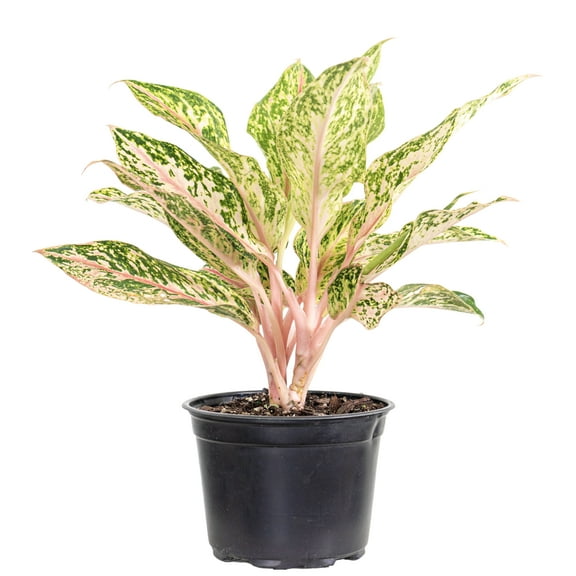 United Nursery Live Aglaonema Sparking Sarah Plant 12-18 inches Tall in 6-inch Grower Pot