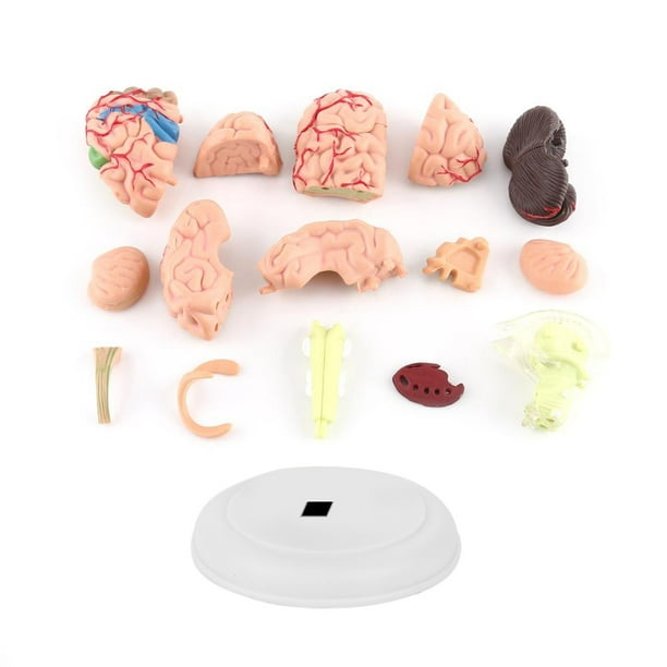 Modelo 1 pieza herramienta de enseñanza del cerebro humano anatómico desmontado ANGGREK Otros