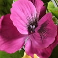 thumbnail image 3 of 16" Spring Flower Bundle, 3 of 3