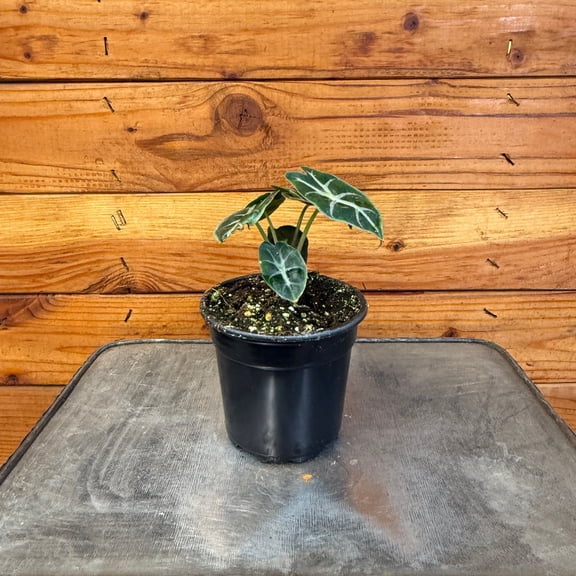 Alocasia Mandalay, 4" Plant, The Plant Farm
