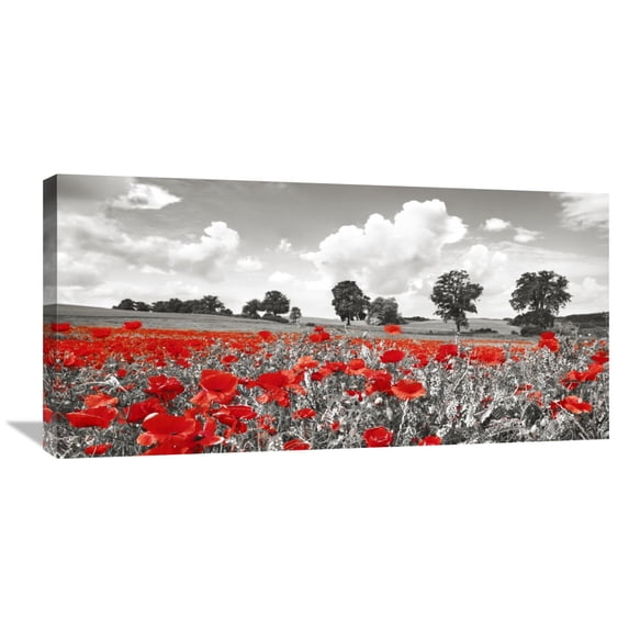 Global Gallery Frank Krahmer 'Poppies and vicias in meadow, Mecklenburg Lake District, Germany' Canvas Wall Art
