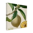 thumbnail image 2 of Cropped Turpin Tropicals V' Canvas Art by Vision Studio, 2 of 4