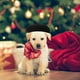 thumbnail image 2 of Boina para perro, gorro para mascota, sombrero de fiesta para perro o gato, disfraz de fiesta para mascota, gorro para cachorro, gorro de fiesta para gato de cosplay, 2 of 7
