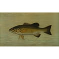 thumbnail image 3 of John L. Petrie 14x10 Black Modern Framed Museum Art Print Titled - The Small-Mouthed Black Bass, Micropterus Dolomieu. (1898), 3 of 5