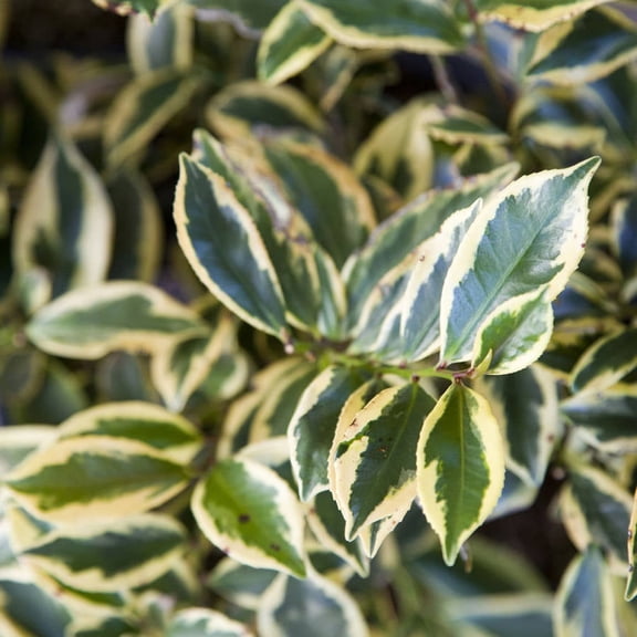 Southern Living Romeo Cleyera Live Shrub in 2.5-Quart Grower Pot