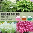 PLATAGO Mixed Hosta Seeds OIF8 Perennial Hosta Plants Grow Easily Hosta