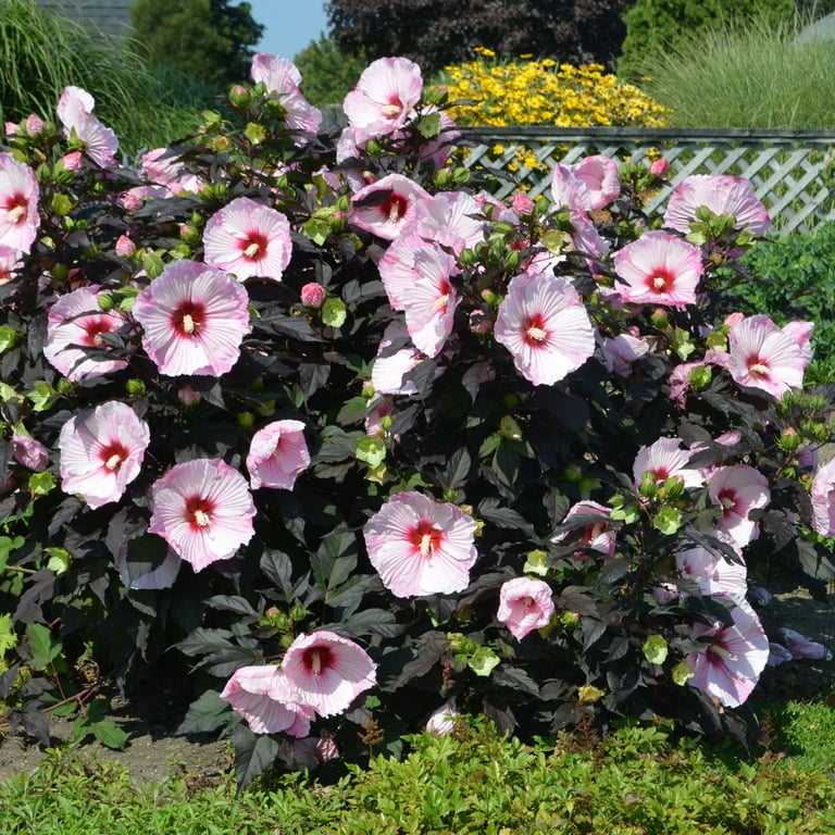 1 gal Head Over Heels Blush Hibiscus Live Shrub with Full