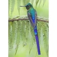 thumbnail image 2 of Williams, Joanne 11x14 Gold Ornate Wood Framed with Double Matting Museum Art Print Titled - Ecuador Violet-tailed sylph on fern branch, 2 of 4