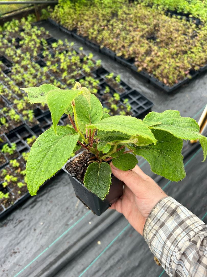 3 Kiwi Plants-Jenny, self-pollinating kiwi--all in 4 Inch Cups/ Actinidia deliciosa hybrid 3 pots of plants, one plant per pot