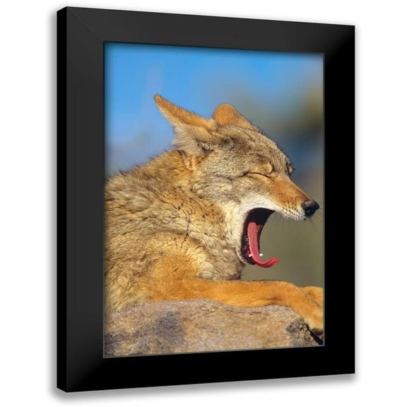 Fitzharris, Tim 11x14 Black Modern Framed Museum Art Print Titled - Coyote yawning