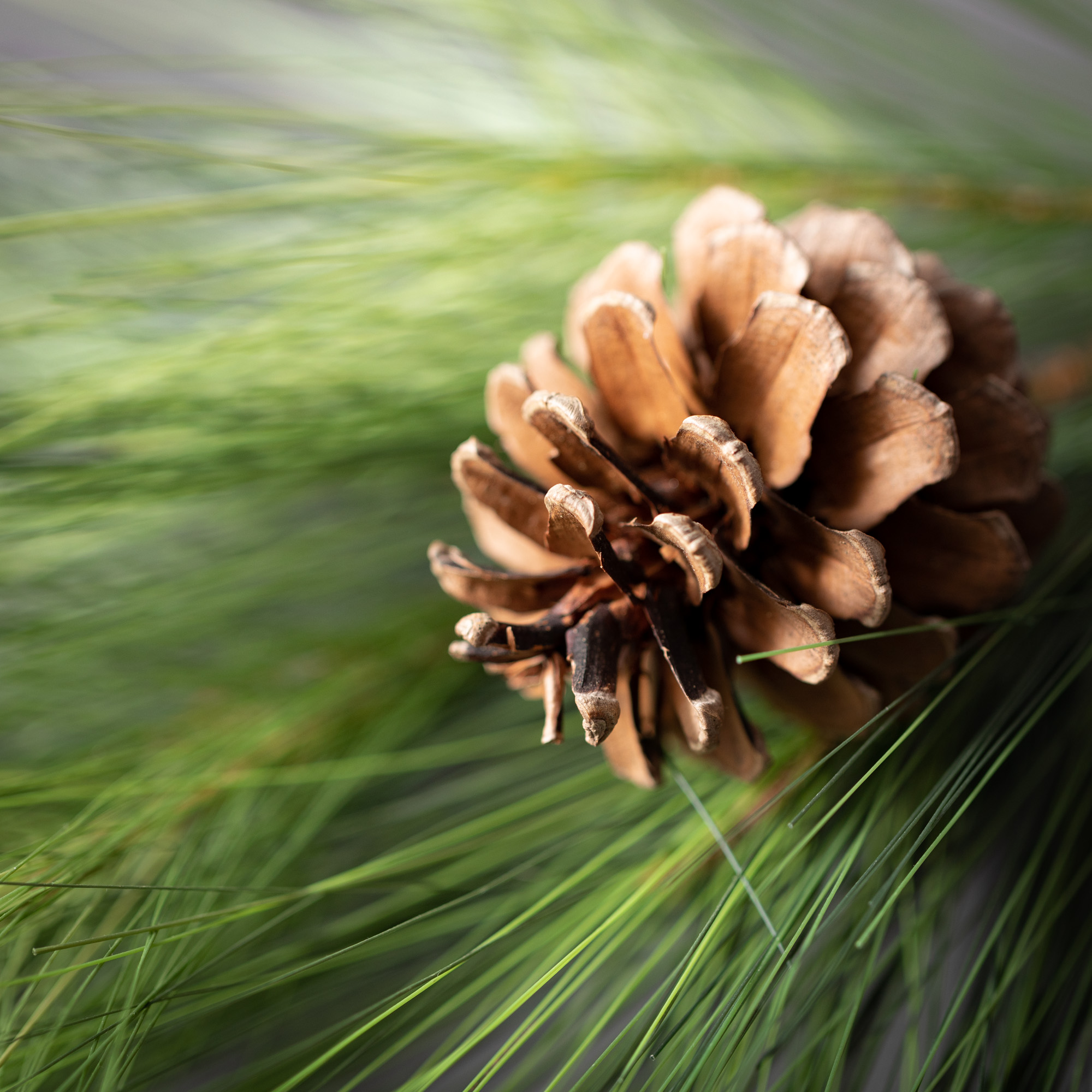 24"H Sullivans Long Pine & Pinecone Wreath, Green Winter Wreaths For Front Door
