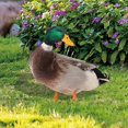 thumbnail image 5 of Duck Garden Stake Decoration 2 Types Optional Duck Stake Ornament for Courtyard Patio and Yard, 5 of 5