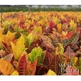 thumbnail image 4 of Nature's Way Farms Croton Petra Live Plant (25-30 in. Tall) in Growers Pot, 4 of 5