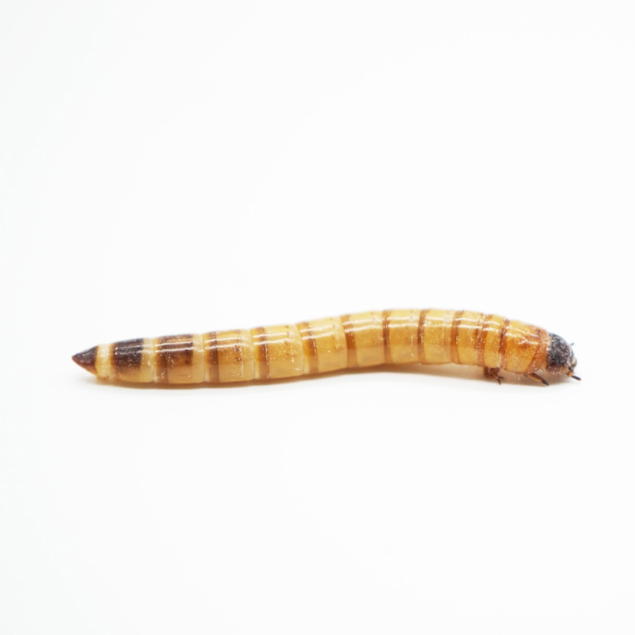 ReptiCulture Superworm 250 ct