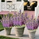 thumbnail image 5 of Ramo artificial de flores de gloria de la mañana 53cm F, Flores de imitación de gloria de la mañana, Flores de plástico, Ramo de flores de imitación, Decoración al aire libre, Jardín de casa, 5 of 6
