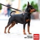 thumbnail image 3 of Correa de adiestramiento para perros diseñada para cachorros, perros medianos y grandes, 3 of 5