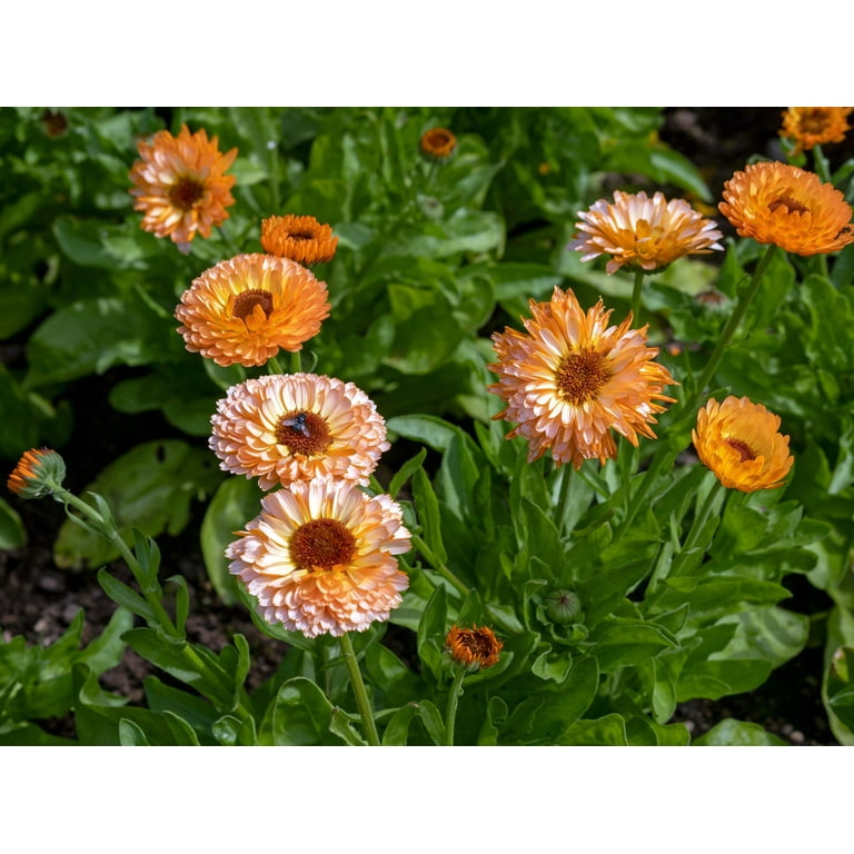cottage garden seeds Cottage Garden Seeds Mix