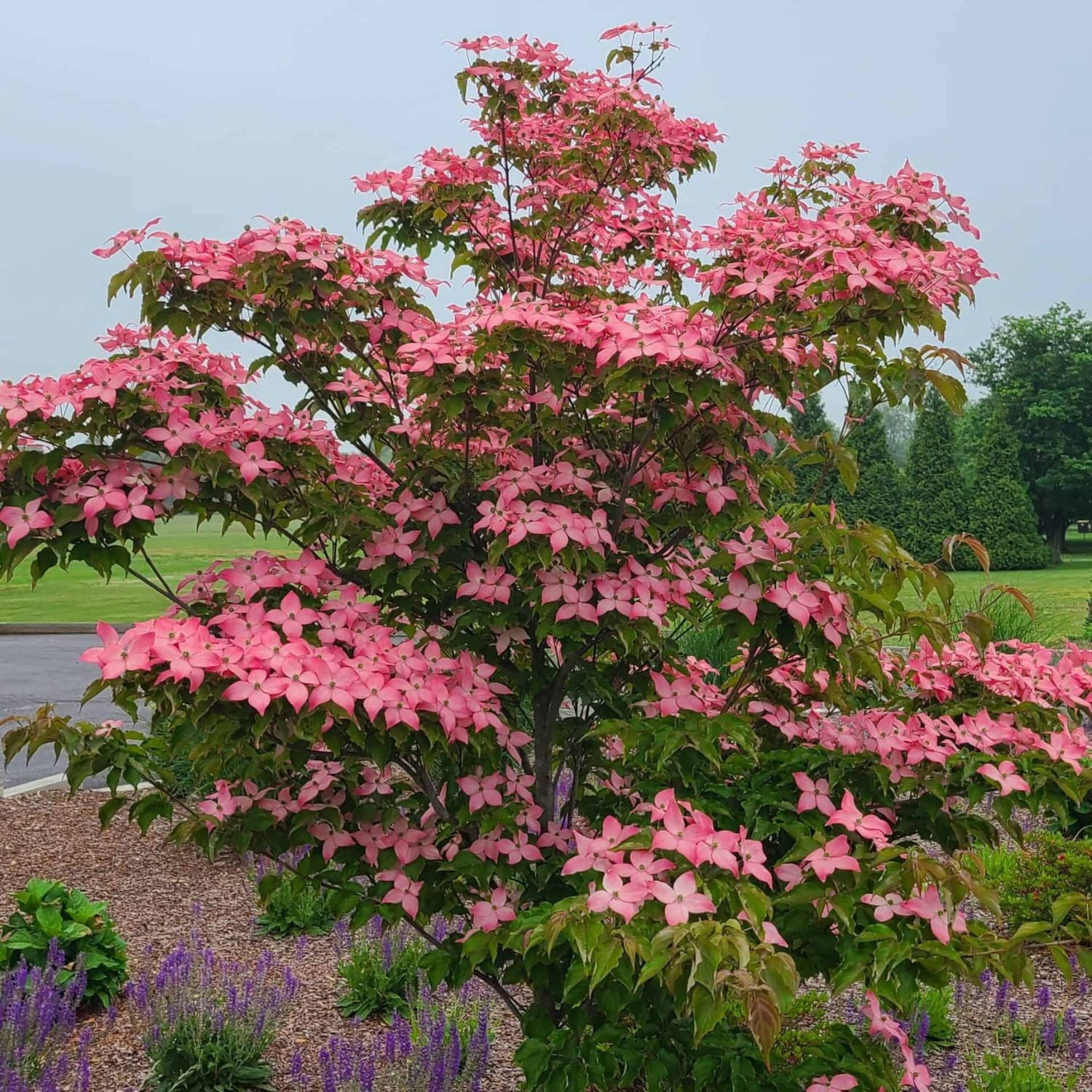 Expert Gardener 2-3 ft. Tall Scarlet Fire Dogwood Live Tree in 3- Gallon Grower Pot