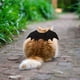 thumbnail image 5 of Alas De Murciélago Disfraz de ala de murciélago para mascota ropa de Halloween disfraz Likrtyny Libre de BPA, 5 of 7