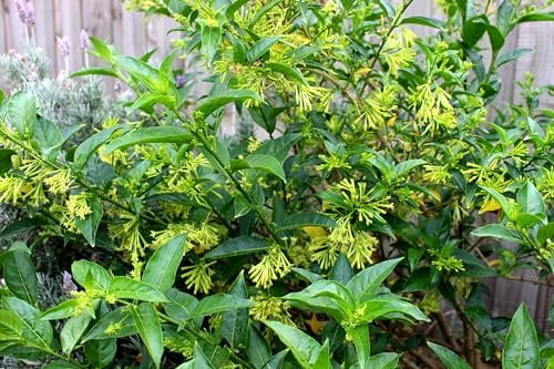 Night Blooming Jasmine - 3 Live Plants - Jessamine Cestrum Nocturnum - Fragrant Blooming Vine