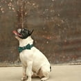 thumbnail image 3 of Laklulu Christmas Dog Collar Adjustable Snowflake Pattern Green with Bow Tie in 4 Sizes, 3 of 5