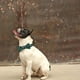 thumbnail image 3 of Laklulu Collar navideño para Perro, Ajustable, diseño de Copo de Nieve, Verde, con Pajarita, en 4 tamaños, 3 of 5