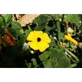 thumbnail image 5 of Black-Eyed Susan Wildflower/ Perennial/ Full Sun/27K Seeds 1/4 oz / Zellajake Farm and Garden - B23, 5 of 5