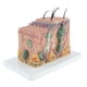 thumbnail image 1 of Modelo de Piel Anatómica 35X, Modelo de Ayudas para Del de La Ciencia de La Anatomía shamjiam Bloque de tejido de piel humana, 1 of 7