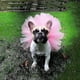 thumbnail image 2 of Mascota Cachorro Perro Pequeño Falda De Encaje Princesa Vestido Tutú Ropa Disfraz Lindo Pet Shop Tudo Para Caes Ropa Para Cachorros Vestido Para Perro, L, Azul, 2 of 5