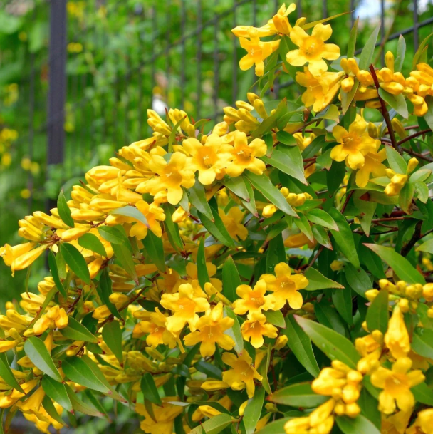 Carolina Jasmine Plant Live for Planting, Jasmine Flower Plant for Outdoor 4 to 6 Inch Tall