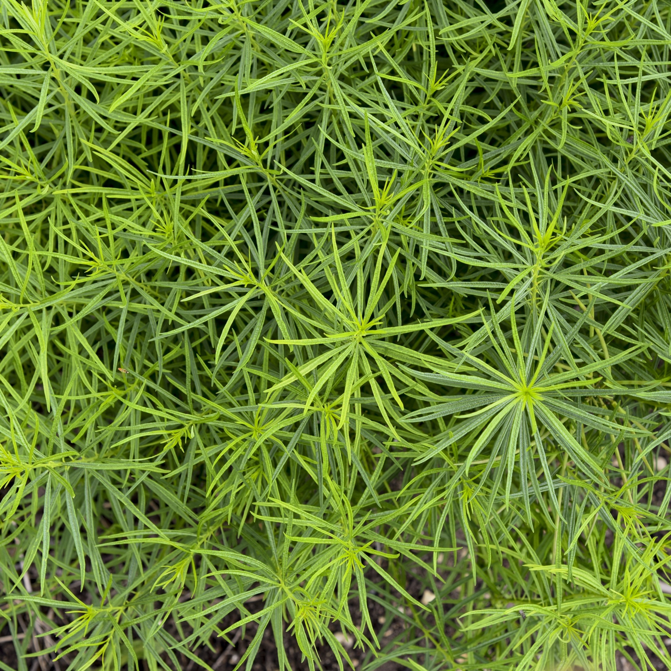Proven Winners 6" Blue 'String Theory' Bluestar Live Plant in 7.5" Pot