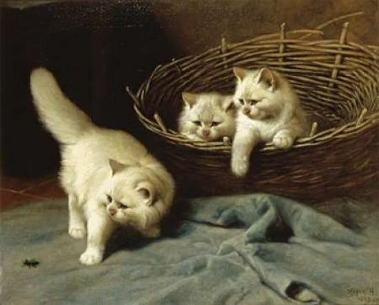 White Angora Kitten