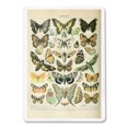 thumbnail image 2 of Butterflies, A, Vintage Bookplate, Adolphe Millot Artwork, Lantern Press, Premium Playing Cards, 52 Card Deck with Jokers, USA Made, 2 of 5