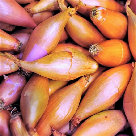 TomorrowSeeds - Monique French Pink Shallot Sets (Bulbs) - Semi Long Onion Set Fall Spring Planting Gardening Seed 2025 - 20  Count
