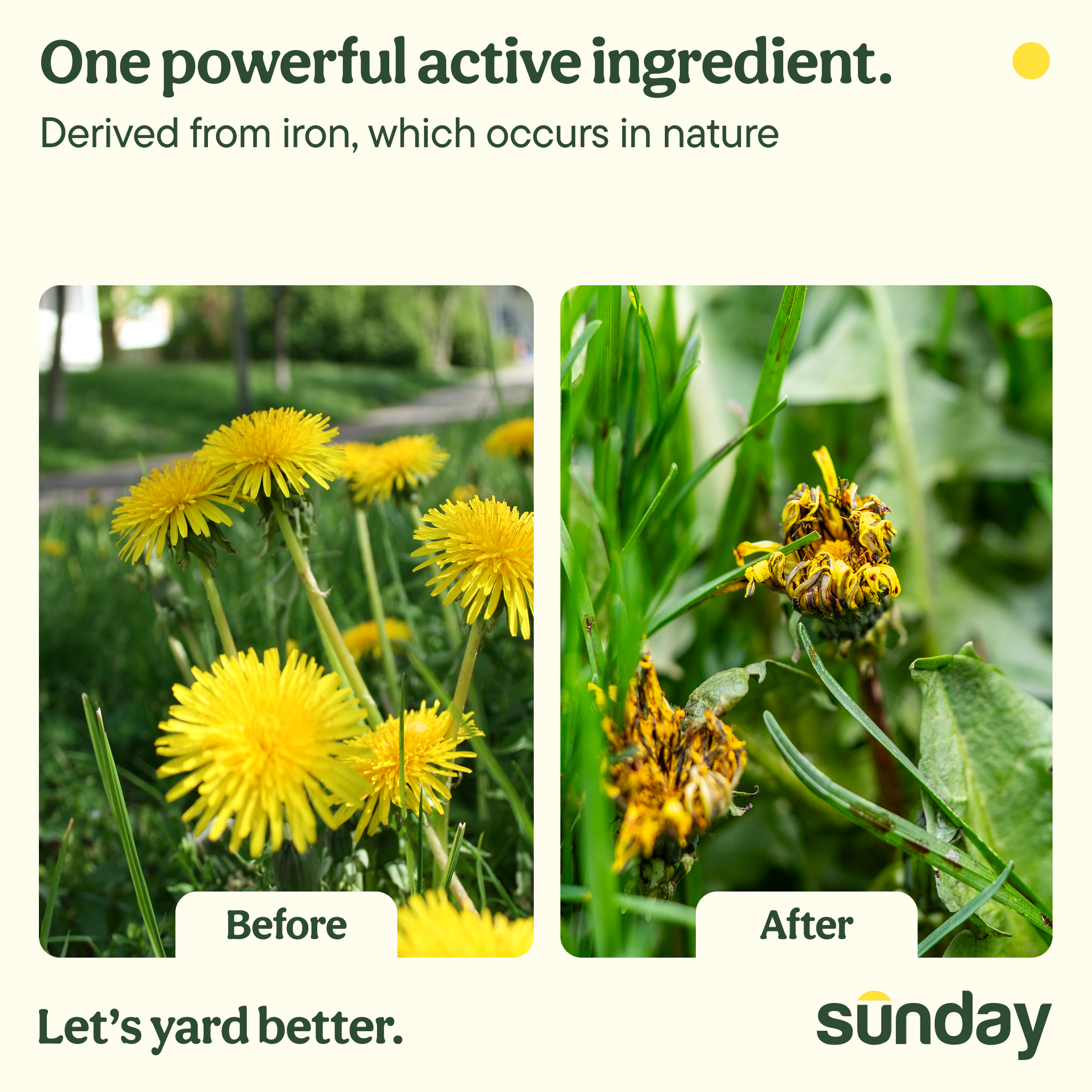 Sunday Weed & Green 5-in-1 Pre-Emergent and Post-Emergent Lawn Weed Killer, 1,250 Sq ft, 32 fl oz