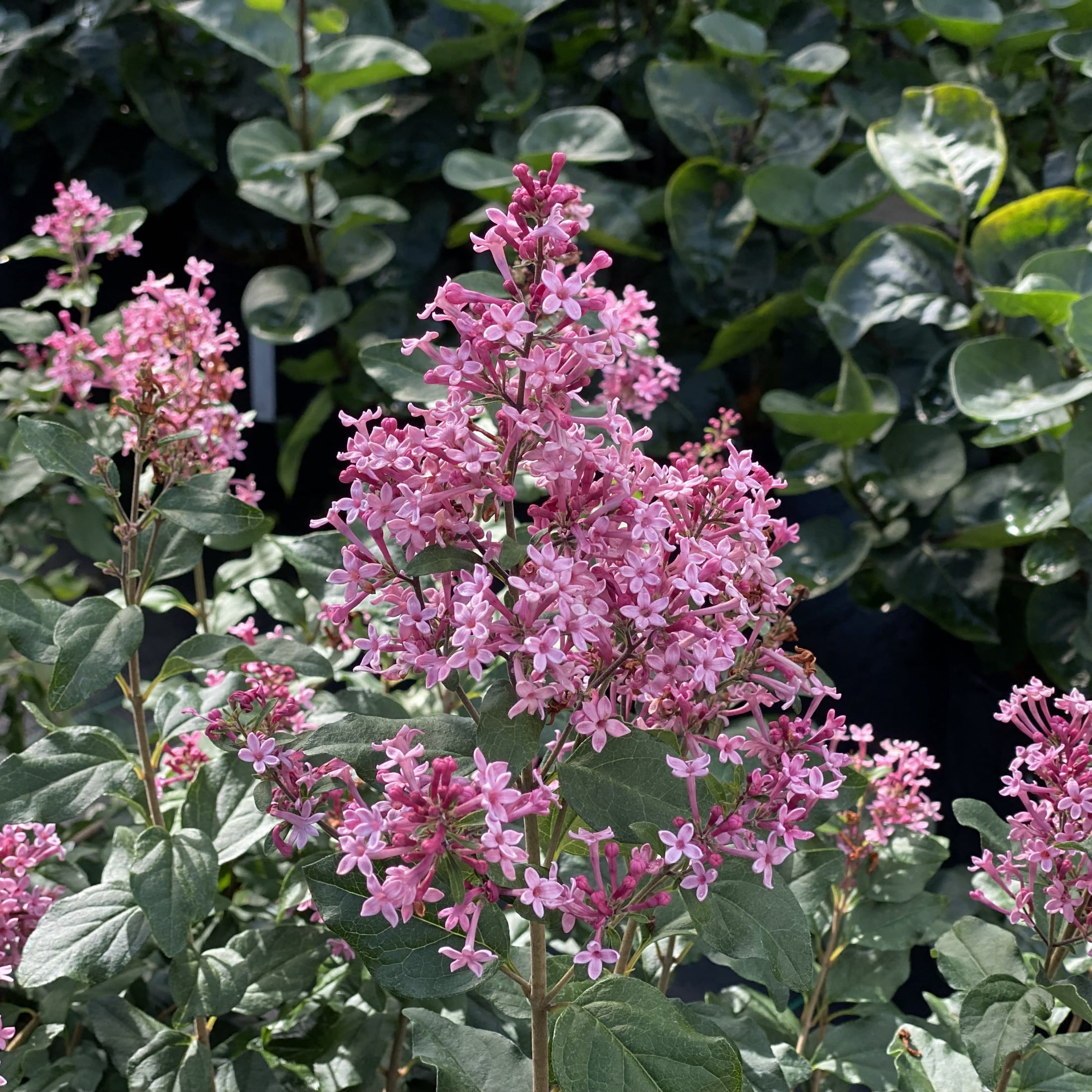Proven Winners ColorChoice 5" Pink Bloomerang Ballet Reblooming Lilac Live Plant in 4.5" Pot (4 Count)