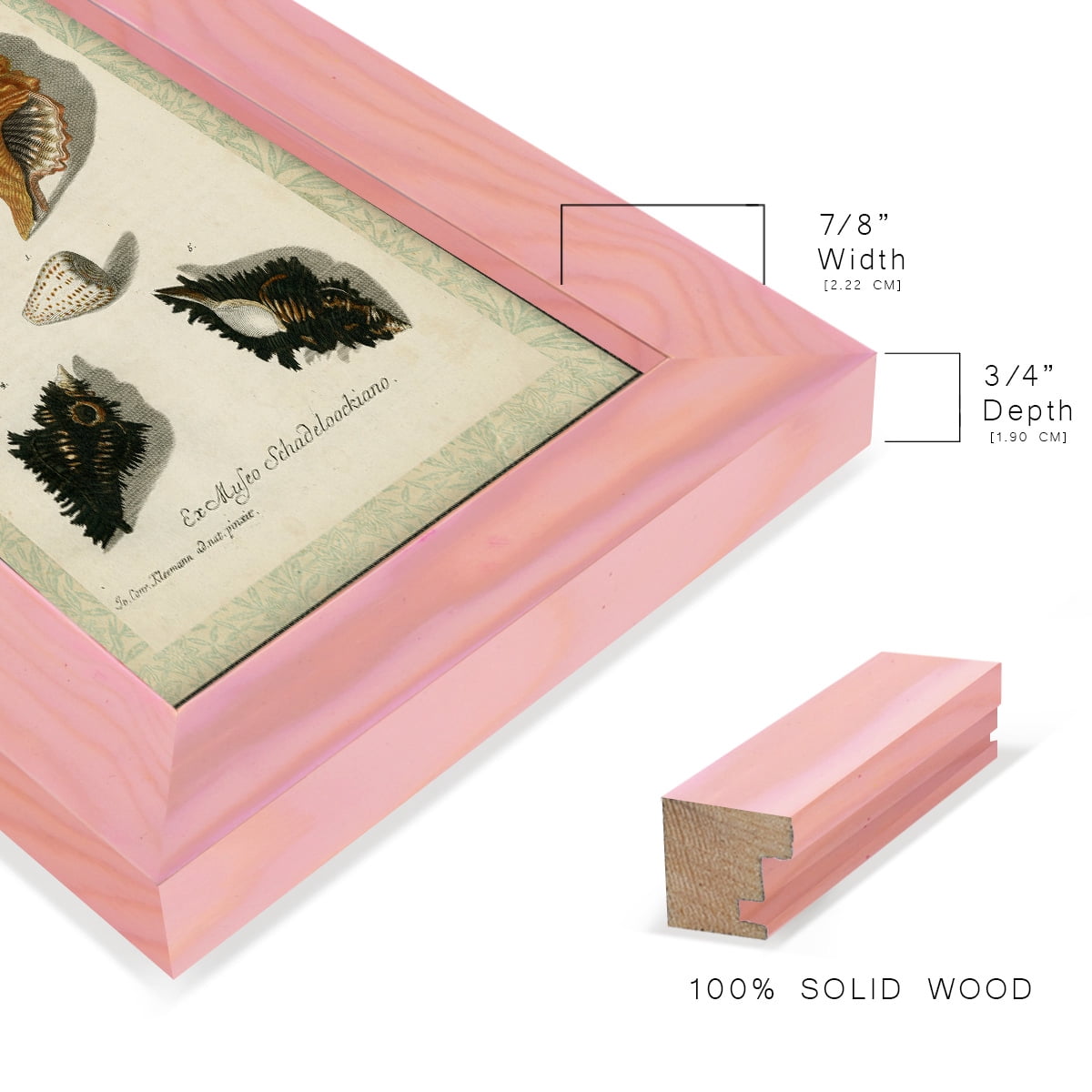 Bookplate Shells I - Framed Print w/glass - Sunset Pink
