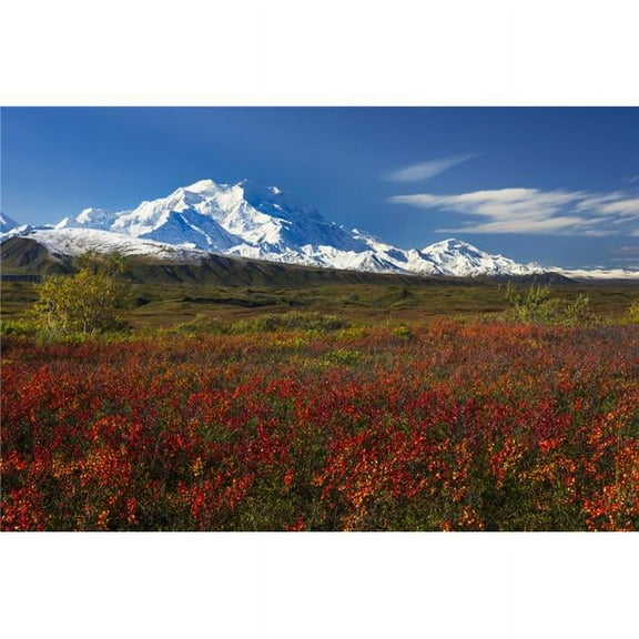 Fall Colors & Morning Light On Denali in Denali National Park & Preserve Alaska Poster Print by Carl Johnson, 38 x 24 - Large