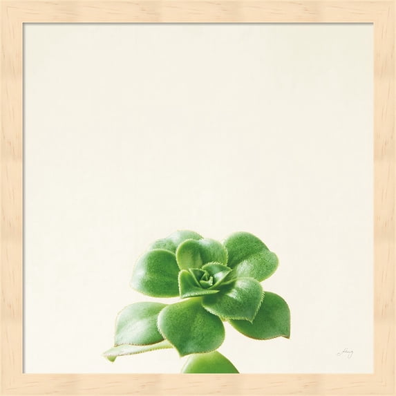 Succulent Simplicity VII Neutral by Felicity Bradley, Framed Wall Art, 13.25W x 13.25H