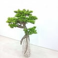 thumbnail image 2 of 8Pcs Simulation Pine Branch Leaves Simulation Thuja Branch Fake Pine Needle Branch Bonsai Accessories, 2 of 14