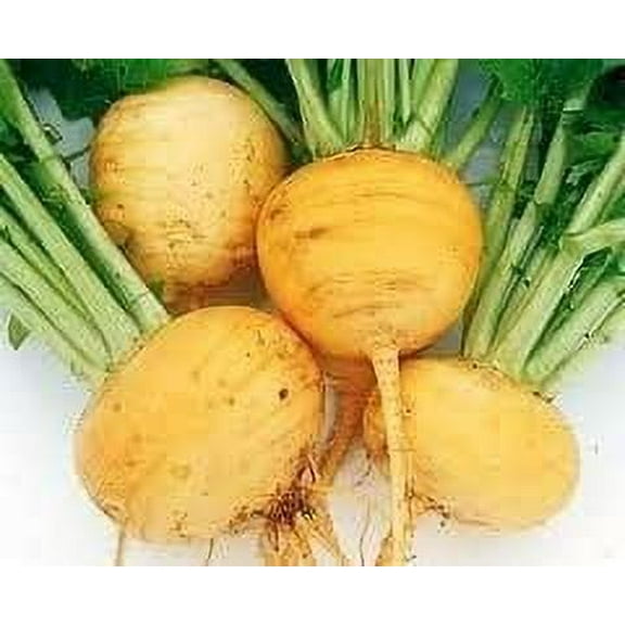 Todd's Seeds - Golden Ball Turnip Seed - 7g Seed Packet