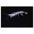 thumbnail image 1 of Antarctic Krill, Antarctica-Paper Art-38"x26", 1 of 1