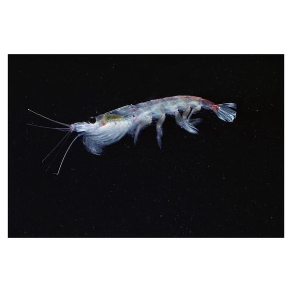 Antarctic Krill, Antarctica-Paper Art-38"x26"