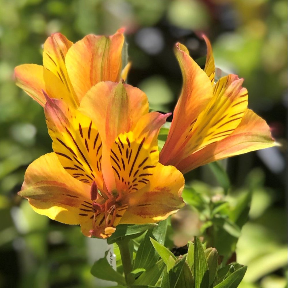 Alstroemeria Colorita ‘Diana’ (Potted Plant) Multi-color - Walmart.com