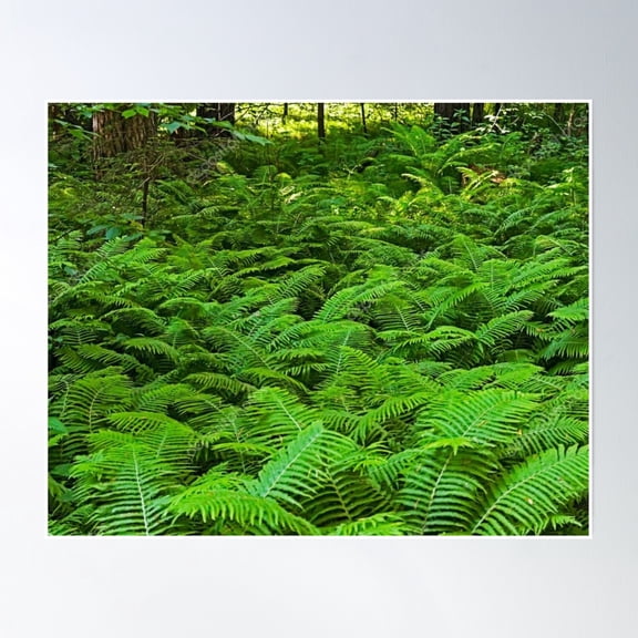 Fern Poster Wall Art, Modern Wall Decor, 8x12 UNFRAMED